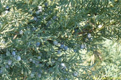 Juniperus sabina
