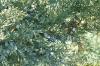 Juniperus sabina