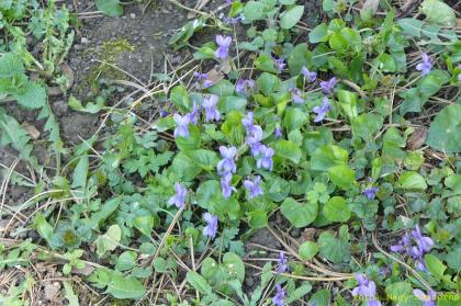 Viola sylvestris