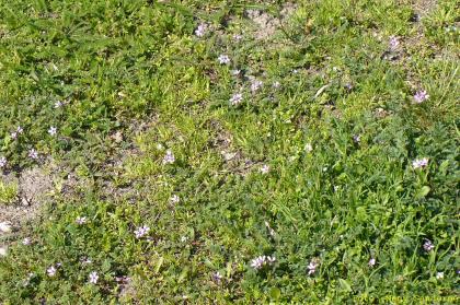 Erodium cicutarium