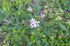 Erodium cicutarium