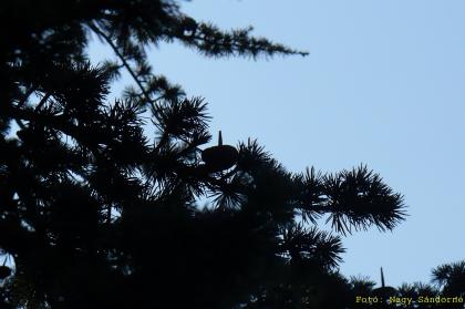 Cedrus atlantica