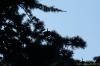 Cedrus atlantica