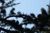 Cedrus atlantica