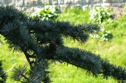 Cedrus atlantica