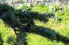 Cedrus atlantica