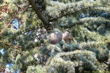 Cedrus atlantica