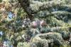 Cedrus atlantica