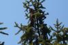 Picea abies