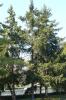 Picea abies