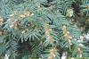 Taxus baccata