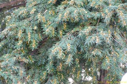 Taxus baccata