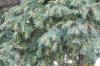 Taxus baccata
