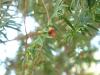 Taxus baccata
