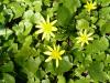 Ficaria verna