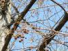 Metasequoia glyptostroboides