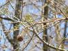 Metasequoia glyptostroboides