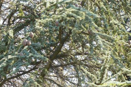 Cedrus atlantica