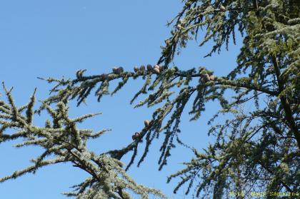Cedrus atlantica