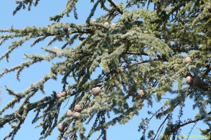 Cedrus atlantica