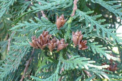 Thuja occidentalis