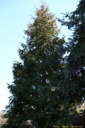 Thuja occidentalis