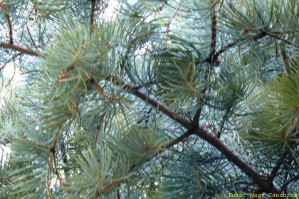 Abies concolor