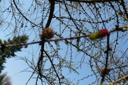 Larix decidua