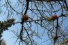 Larix decidua
