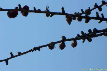 Larix decidua