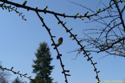 Larix decidua