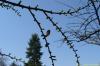 Larix decidua