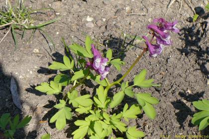 Coridalis solida