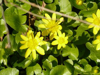 Ficaria verna