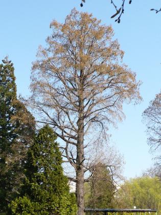 Taxodium distichum