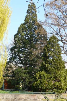 Sequoiadendron giganteum