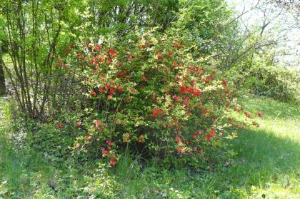 Chaenomeles japonica