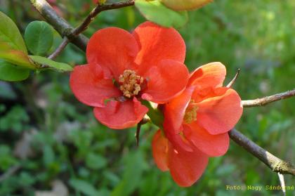 Chaenomeles japonica
