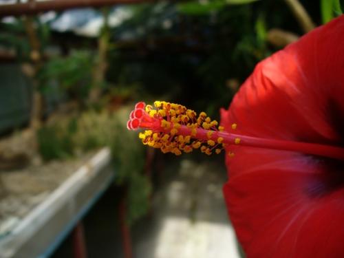 Egy Hibiscus, más szemszögből