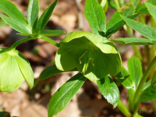 Illatos hunyor (Helleborus odorus) Illatos hunyor (Helleborus odorus)