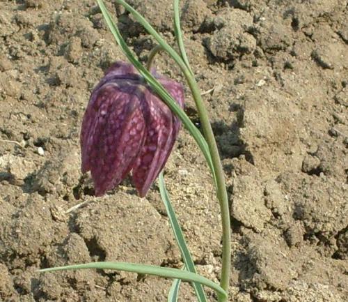 Kockás liliom (Fritillaria meleagris)